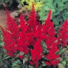 Astilbe Arendsii Spartan